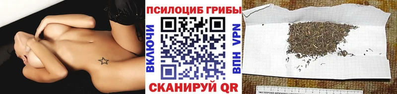 Псилоцибиновые грибы Psilocybe площадка наркотические препараты Дальнегорск